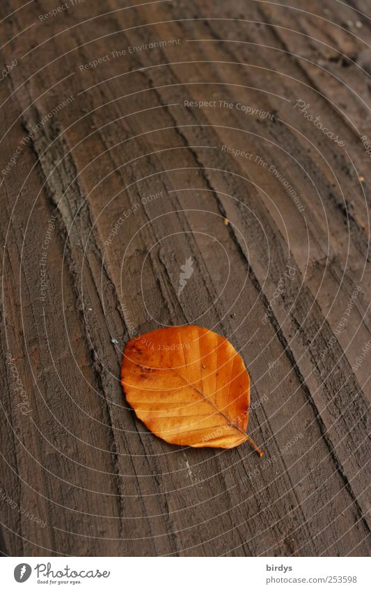 Erdwärme Erde Herbst Blatt leuchten liegen ästhetisch Sauberkeit braun einzigartig Natur ruhig Wandel & Veränderung Buchenblatt welk Herbstfärbung Herbstlaub