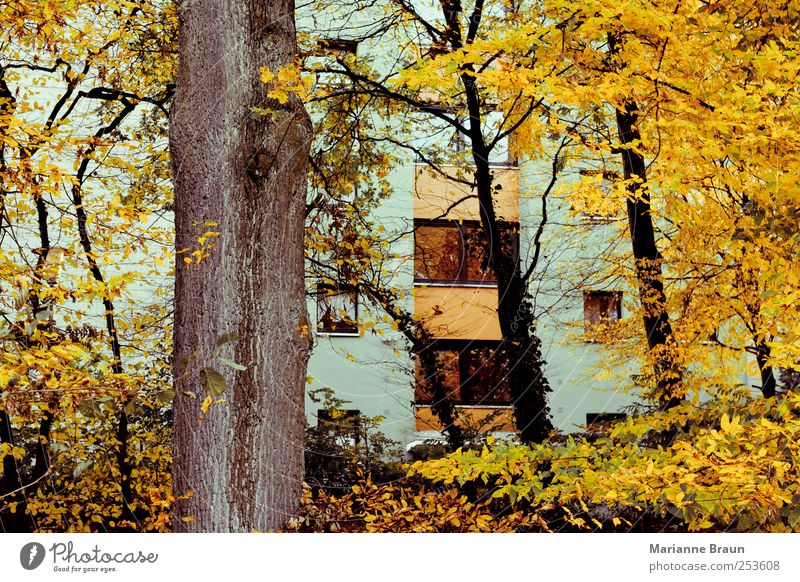 Herbstfarben Natur Hochhaus mehrfarbig gelb grau grün Baumstamm Herbstlaub Haus Gebäude Fenster Glasscheibe Reflexion & Spiegelung Farbe Farbenspiel Blatt