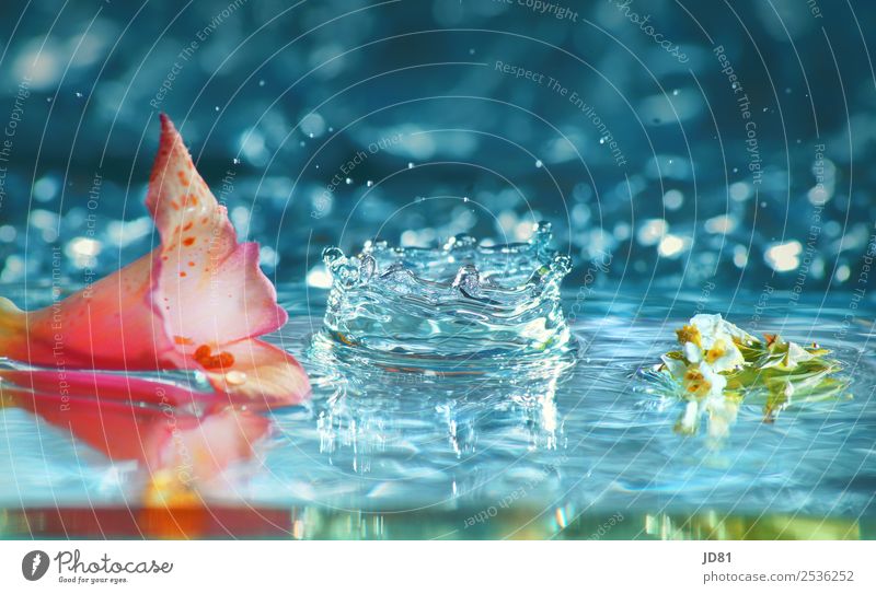 Sommerblubb Wasser Wassertropfen ästhetisch Wellness schön frisch rein Blütenblatt Blume blau rosa Farbfoto mehrfarbig Studioaufnahme Makroaufnahme Experiment