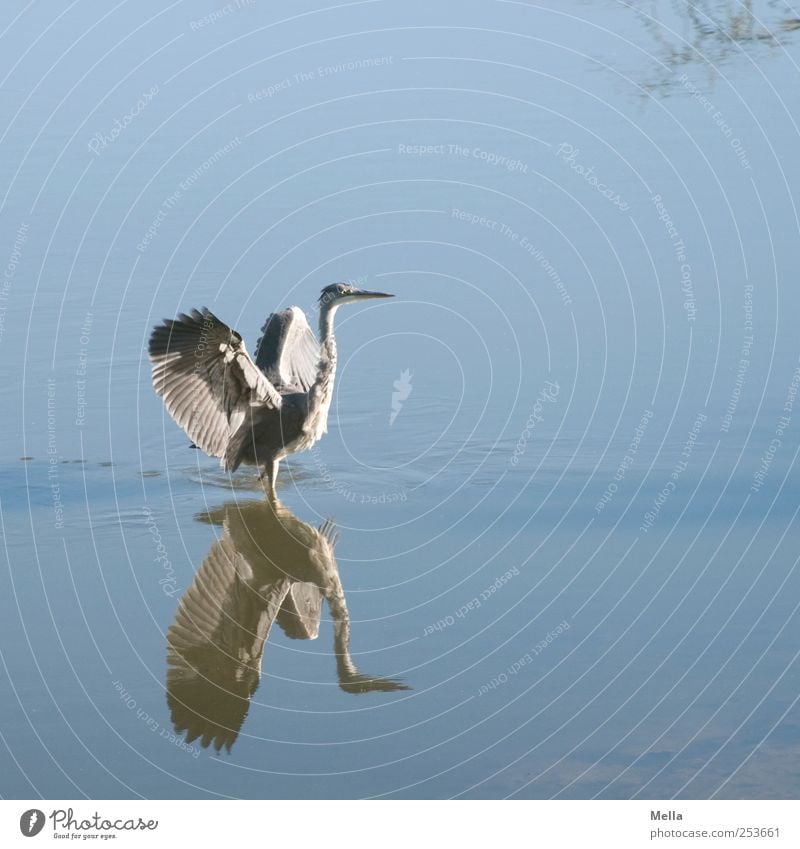 Reiherlei Umwelt Natur Tier Wasser Teich See Vogel Flügel Graureiher Feder gefiedert 1 Bewegung stehen frei natürlich blau Freiheit Stolz beeindruckend Farbfoto
