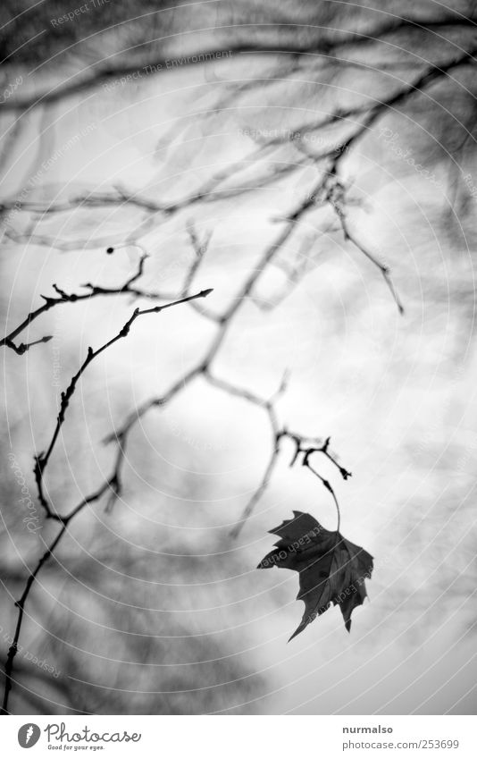das letzte Lifestyle Kunst Natur Pflanze Tier Blatt Park Wald hängen verblüht dehydrieren dunkel Stimmung träumen Vergänglichkeit Ast Herbst wirrwar Unschärfe