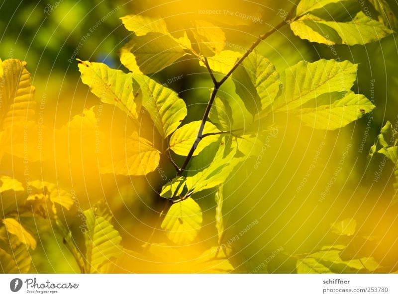 Farbrausch I Pflanze Schönes Wetter Baum Blatt Wald gelb grün Blätterdach Herbst Herbstlaub herbstlich Herbstfärbung Indian Summer Ast Laubbaum leuchten