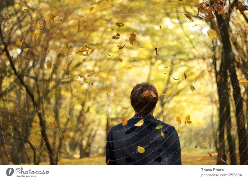 Blatt für Blatt 1 Mensch Natur Baum beobachten Bewegung Blick gelb gold Gelassenheit Idylle Herbst Herbstlaub Herbstfärbung herbstlich Herbstwald
