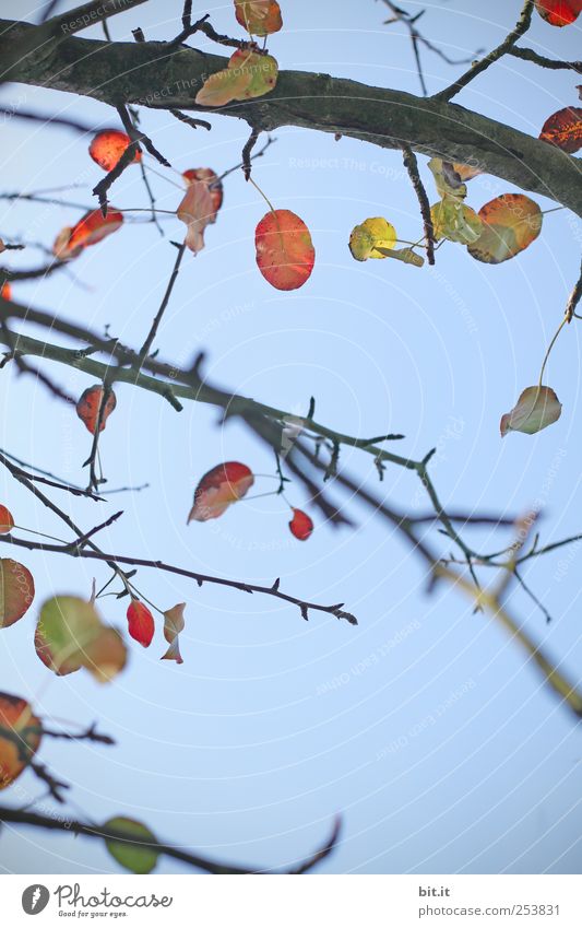 Windspiel Umwelt Natur Pflanze Luft Himmel Wolkenloser Himmel Herbst Klima Schönes Wetter Baum Grünpflanze Holz hängen gelb Vergänglichkeit Wandel & Veränderung