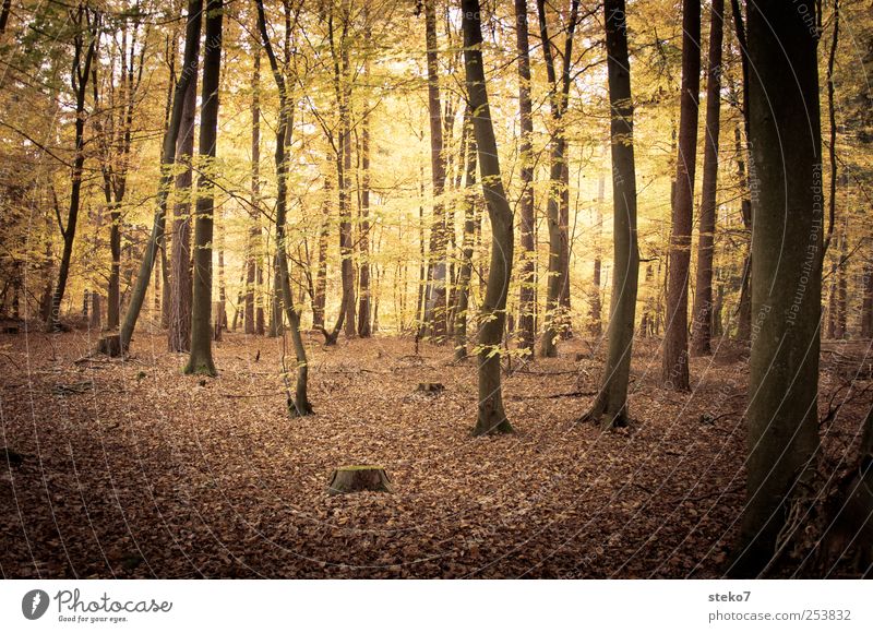 Waldlicht Natur Herbst Baum braun gelb gold Buchenwald mystisch Laubwald Blatt Gedeckte Farben Außenaufnahme Menschenleer Kontrast Sonnenlicht