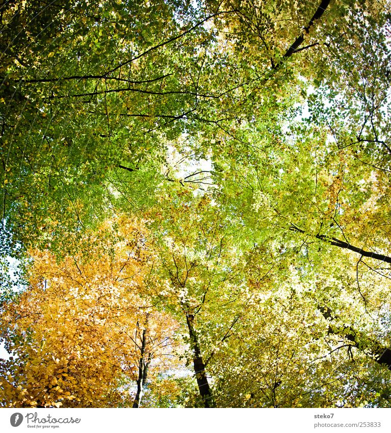 stark belaubt Herbst Baum Blatt Wald gelb grün Blätterdach Baumkrone Laubwald Farbfoto Außenaufnahme Menschenleer Sonnenlicht Froschperspektive Blick nach oben