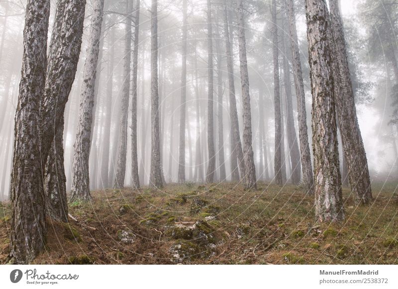 Bäume im magischen Nebelwald Sonne Umwelt Natur Landschaft Herbst Wetter Regen Baum Blatt Wald wild schwarz Stimmung ästhetisch Zufriedenheit Einsamkeit