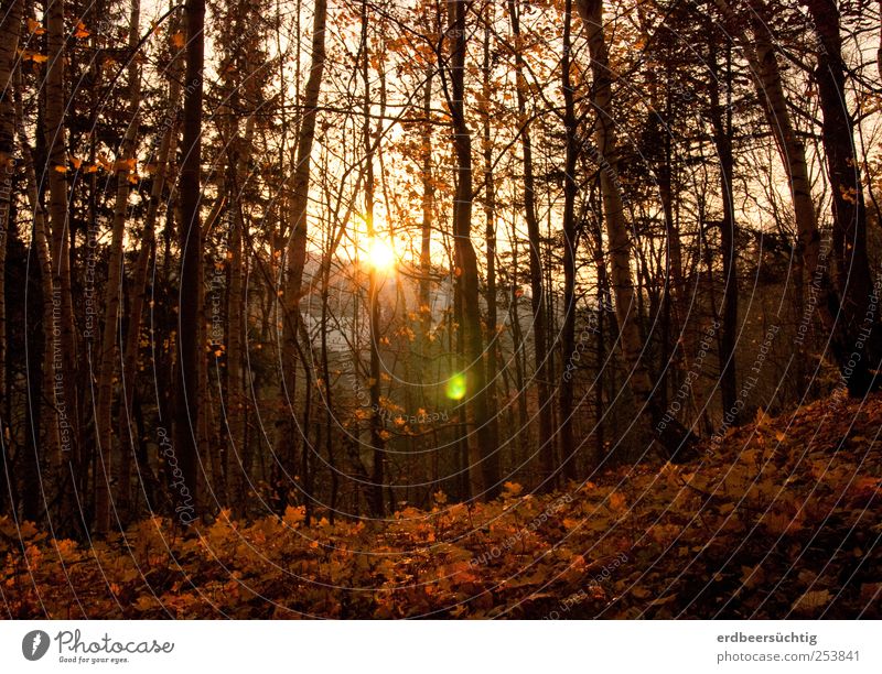 Ein letztes Leuchten Natur Landschaft Herbst Schönes Wetter Pflanze Baum Blatt Zweige u. Äste Wald leuchten dehydrieren Idylle ruhig Umwelt Vergänglichkeit Zeit