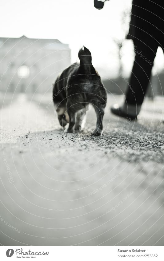 Seniorenbetreuung Winter Burg oder Schloss Park Tier Haustier Hund laufen Partner Freundschaft Hilfsbereitschaft Spaziergang Split Beine Hundeleine
