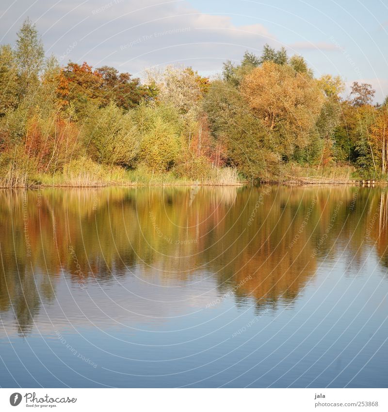 draußen am see Umwelt Natur Landschaft Pflanze Wasser Himmel Herbst Baum Sträucher Grünpflanze Wildpflanze See natürlich Farbfoto Außenaufnahme Menschenleer