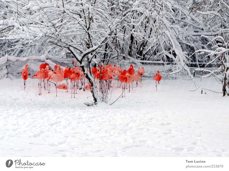 Flamingos im Schnee Tiergruppe stehen schön rot weiß Stimmung Zusammensein Farbfoto Außenaufnahme Tag Zentralperspektive