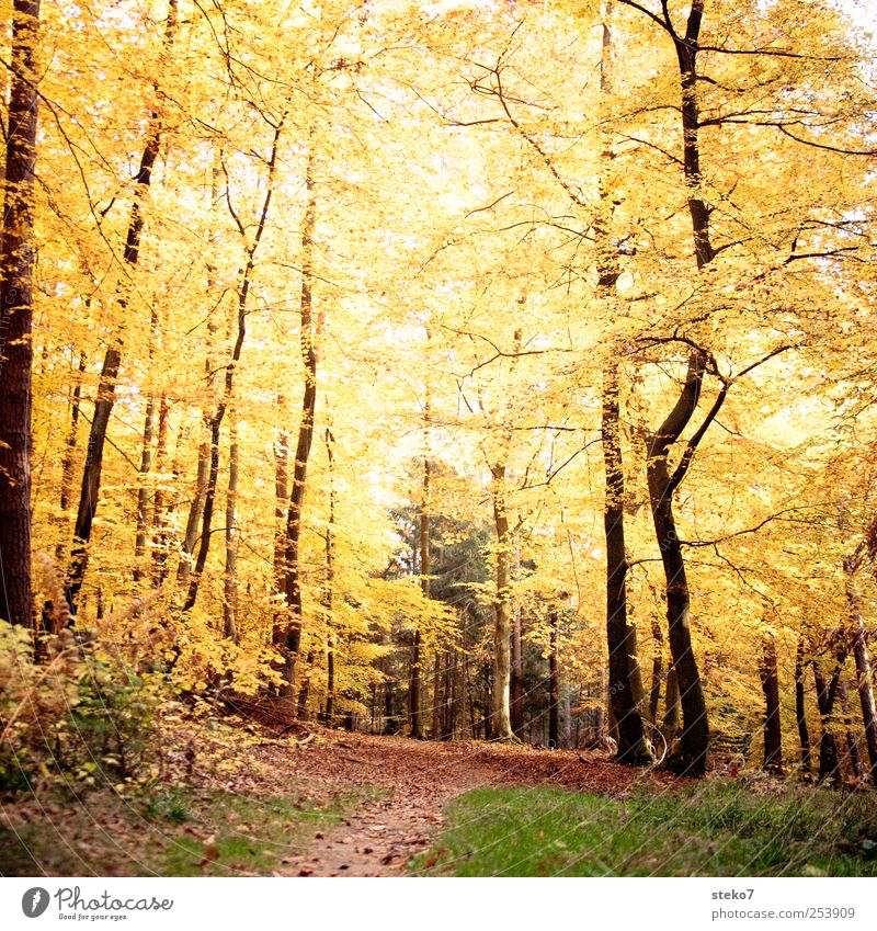 ewiger Herbst Wald Wege & Pfade braun gelb gold Vergänglichkeit Wandel & Veränderung Fußweg Laubwald Buchenwald Blätterdach Farbfoto Außenaufnahme Menschenleer
