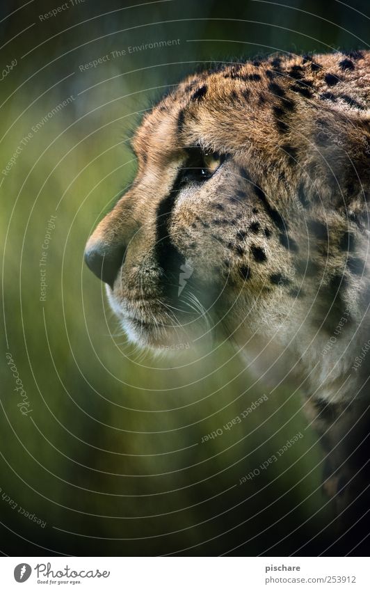 gestatten, carlitos Gras Tier Katze Tiergesicht Zoo beobachten Jagd Aggression ästhetisch wild Kraft Wachsamkeit exotisch Natur Gepard Farbfoto Außenaufnahme