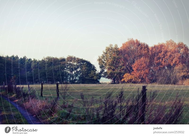 tristesse multicolore Umwelt Natur Landschaft Wolkenloser Himmel Schönes Wetter Baum Wiese Feld Wald gelb Weide Zaun Wege & Pfade flach Herbst herbstlich ruhig