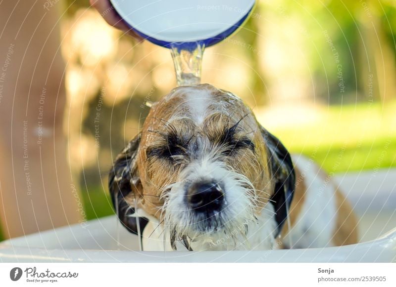 Hund, Haustier, Tier, Körperpflege Wellness Wohlgefühl Zufriedenheit Erholung Sommer Sonne Wärme Sträucher Tiergesicht 1 Schalen & Schüsseln Wasser