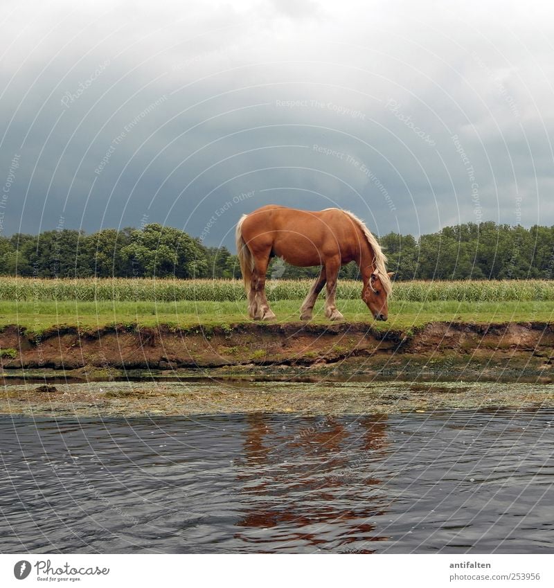 Junggesellinnenabschied Natur Tier Erde Wasser Himmel Wolken Gewitterwolken Sommer Gras Sträucher Wiese Feld Flussufer Bach Weide Wildtier Pferd Tiergesicht