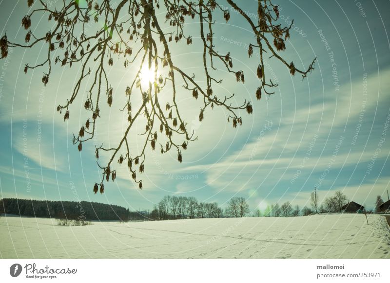 Wintersonne scheint durch Zweige über Schneefeld Winterurlaub Schneelandschaft Wintermorgen Himmel Wolken Zweige u. Äste Sonne Sonnenlicht Klima Klimawandel
