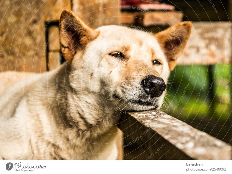 grenzüberschreitung | schlafende hunde soll man nicht wecken Ferien & Urlaub & Reisen Tourismus Ausflug Abenteuer Ferne Freiheit Hund Tiergesicht 1 schön Asien