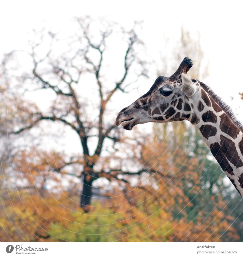 Herbst im Zoo Natur Tier Himmel Wetter Baum Blatt Park Wildtier Tiergesicht Fell Giraffe Berliner Zoo 1 stehen ästhetisch schön braun mehrfarbig gelb rot