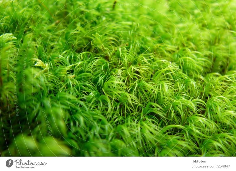 green hype Umwelt Natur Pflanze Grünpflanze Wildpflanze Garten Fortschritt Moosteppich Politik & Staat Makroaufnahme einfarbig Waldboden bedeckt Farbfoto
