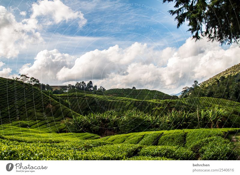 ein bisschen tee gegen die kälte Ferien & Urlaub & Reisen Tourismus Ausflug Abenteuer Ferne Freiheit Natur Landschaft Himmel Wolken Pflanze Baum Blatt