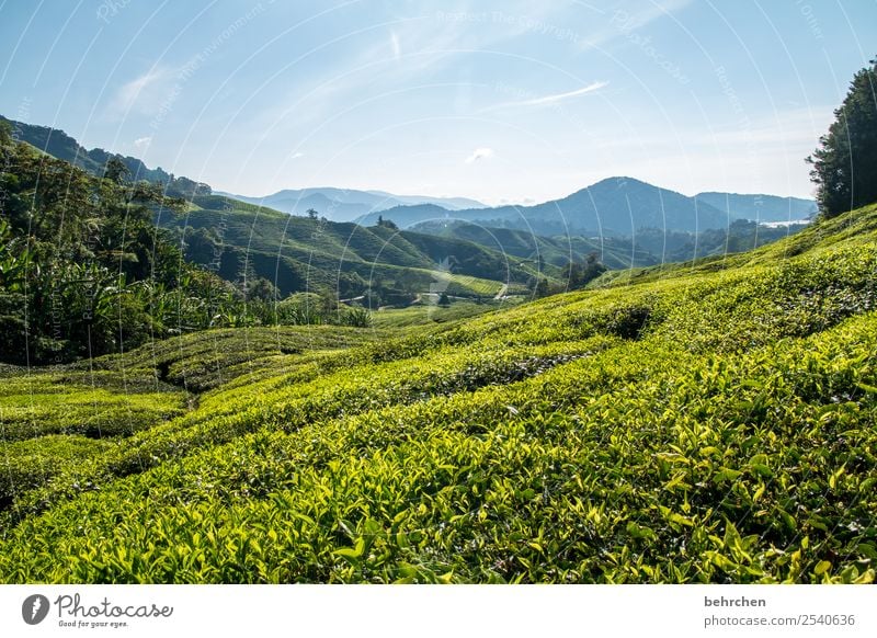 teepause Malaysia cameron highlands Tee Teepflanze Teeplantage weite Ferne Fernweh reisen Ferien & Urlaub & Reisen Tourismus Ausflug Abenteuer Freiheit Natur