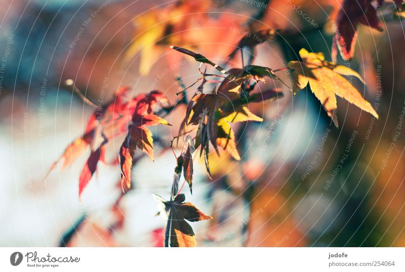B@DD 11 | Momente Umwelt Natur Pflanze Herbst Schönes Wetter Baum mehrfarbig gelb rot Glück Fröhlichkeit Herbstlaub Blatt Ast Spiritualität Acer Ahorn Färbung