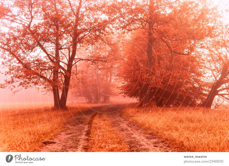 Herbstlicher nebliger Feldweg. Bunter Nebelfall am ländlichen Morgen schön Umwelt Natur Landschaft Erde Sonnenaufgang Sonnenuntergang Schönes Wetter Baum Gras