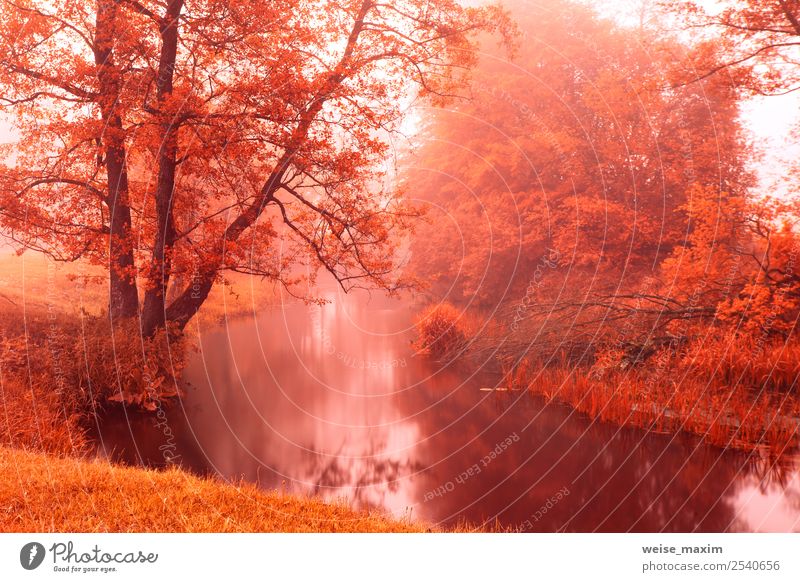 Herbstfarben auf dem herbstlichen, nebligen Fluss. Aldenbäume schön Natur Landschaft Pflanze Urelemente Sand Luft Wasser Wassertropfen Sonnenaufgang