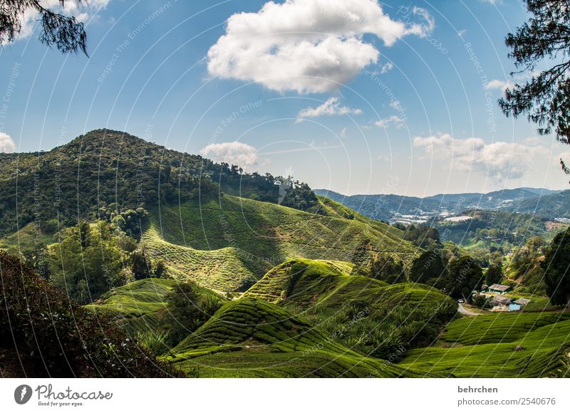 schneewittchen Ferien & Urlaub & Reisen Tourismus Ausflug Abenteuer Ferne Freiheit Natur Landschaft Baum Nutzpflanze Teepflanze Teeplantage Feld Urwald Hügel