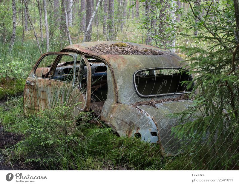 Autofriedhof 1 Umwelt Sommer Wald PKW Oldtimer Stahl Rost alt historisch Originalität retro grau grün Stimmung ruhig authentisch Traurigkeit Vergänglichkeit