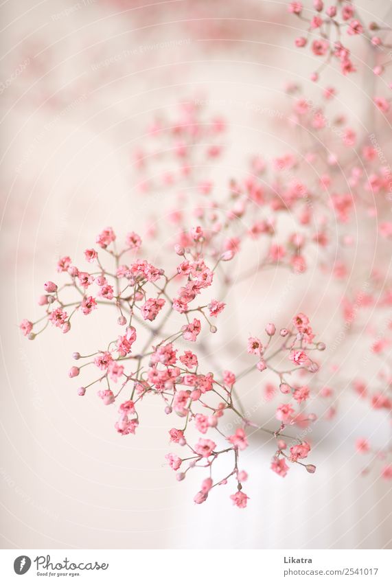 Ein Traum in rosa Lifestyle Stil Sommer Häusliches Leben Wohnung Innenarchitektur Dekoration & Verzierung Vase Natur Pflanze Blume Blüte Schleierkraut Blühend