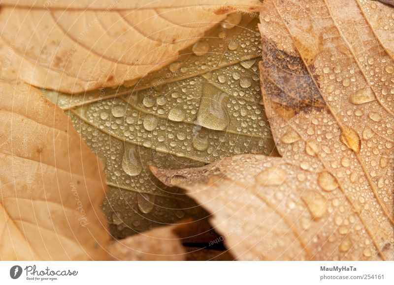 Tropfen von Blättern Natur Pflanze Urelemente Wasser Wassertropfen Wolken Herbst Klima schlechtes Wetter Regen Baum Blatt Wildpflanze Garten Park Abenteuer