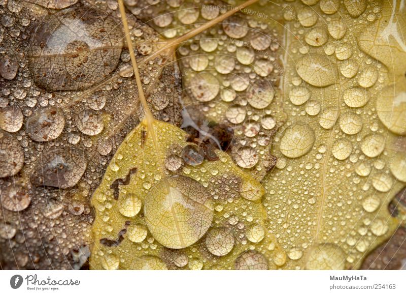 Wassertropfen Natur Pflanze Urelemente Herbst Klima schlechtes Wetter Regen Baum Blatt Wildpflanze Garten Park Kontakt Kunst Macht Kraft Stil