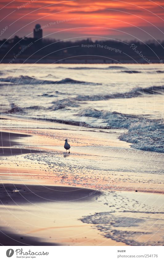 Abendspaziergang Umwelt Natur Landschaft Urelemente Sand Wasser Himmel Wetter Wellen Küste Strand Ostsee Meer Tier Wildtier Vogel Möwe 1 laufen authentisch