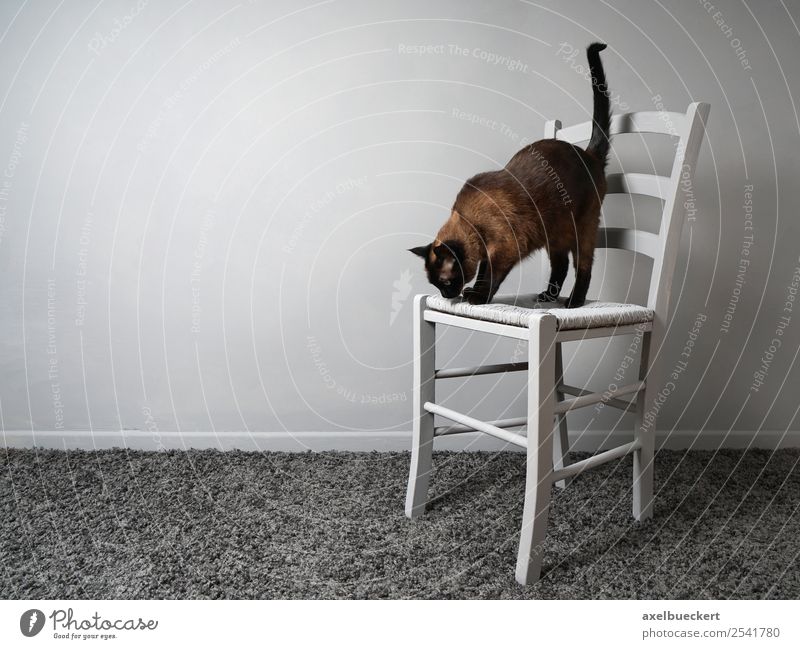 Höhenangst Wohnung Stuhl Raum Tier Haustier Katze 1 stehen siamkatze grau Angst Neugier Klettern Farbfoto Gedeckte Farben Innenaufnahme Menschenleer