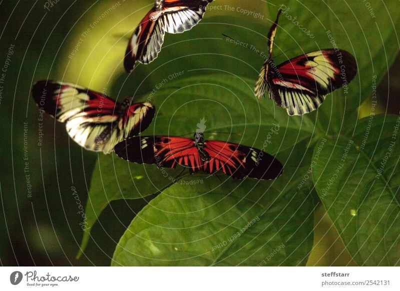 Paarungstanz mehrerer Klaviertastenschmetterlinge Heliconius melpomene Garten Tanzen Natur Tier Pflanze Blatt Wildtier Schmetterling Flügel 4 grün rot schwarz