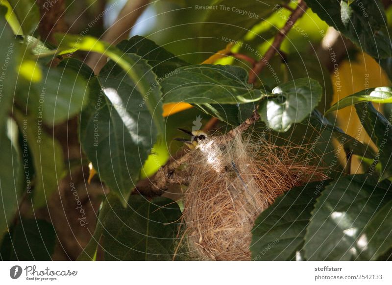 Verschachtelung japanischer Weißaugen Zosterops japonicas Natur Baum Blatt Tier Wildtier Vogel Flügel 1 Nest Nestbau Japanische Weißaugen