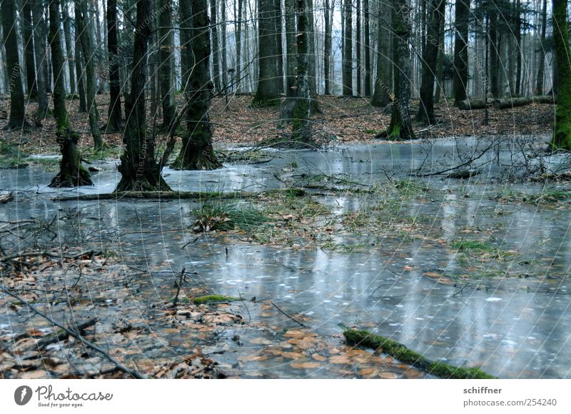Vorgeschmack Natur Landschaft Pflanze Erde Winter schlechtes Wetter Eis Frost Baum Wald dunkel unheimlich Teich gefroren Traurigkeit Vergänglichkeit Baumstamm