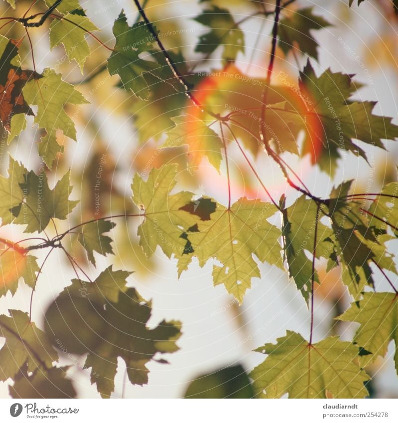 Lichtring Umwelt Natur Pflanze Herbst Schönes Wetter Baum Blatt Ahornblatt schön Blendenfleck Blendeneffekt Lichtspiel Warme Farbe Zweige u. Äste Farbfoto
