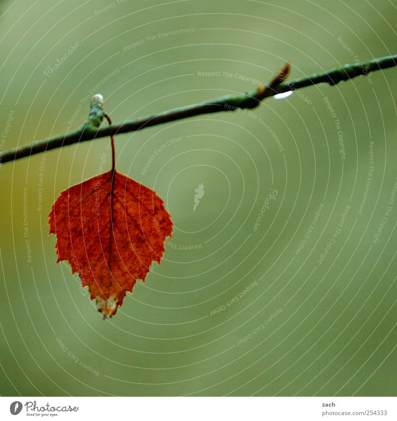 Herbst Natur Pflanze Wassertropfen schlechtes Wetter Nebel Regen Baum Blatt Ast Zweig Holz hängen verblüht braun grün rot Einsamkeit Farbe Traurigkeit
