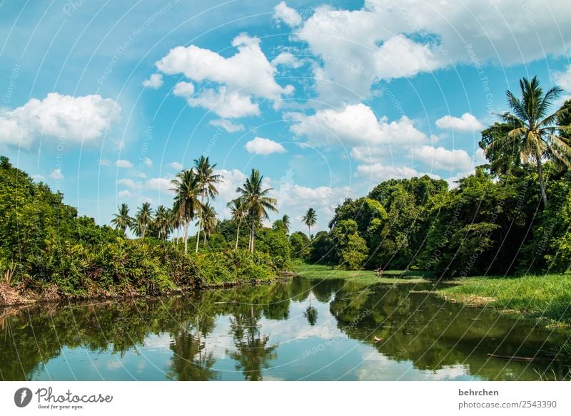 wenn träume leben Ferien & Urlaub & Reisen Tourismus Ausflug Abenteuer Ferne Freiheit Natur Landschaft Pflanze Baum Sträucher Palme Urwald Fluss Kota Bharu