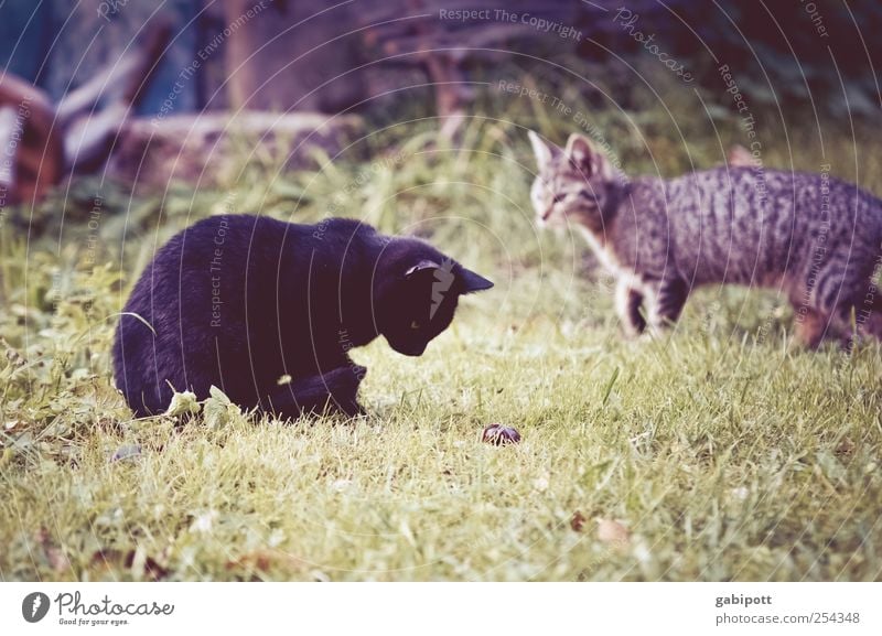 Die Welt entdecken Garten Wiese Tier Haustier Nutztier Katze Fell 2 Tierpaar Tierjunges Tierfamilie beobachten Bewegung Fressen laufen Spielen frei Neugier