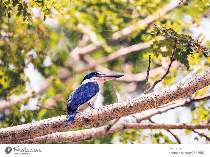 beobachter Malaysia Blätter Baum Ast Eisvögel kingfisher blau Ausflug Tourismus Ferne Freiheit Ferien & Urlaub & Reisen Abenteuer Natur Landschaft Wildtier