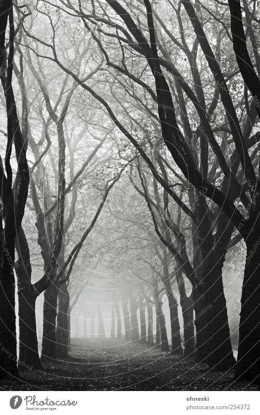 700 - Licht am Ende des Tunnels Natur Herbst schlechtes Wetter Nebel Baum Ast Allee schwarz weiß Traurigkeit Trauer Tod Müdigkeit Einsamkeit Erschöpfung Angst