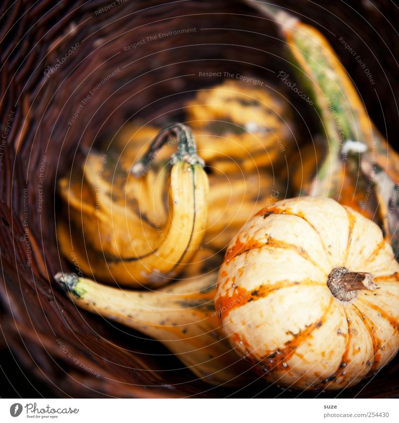 Kürbiskörbchen Lebensmittel Gemüse Bioprodukte Vegetarische Ernährung Gesunde Ernährung Erntedankfest Halloween Herbst authentisch natürlich braun Korb