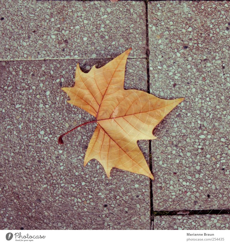 Und noch eins Blatt gelb grau rot Ahornblatt Herbst Herbstlaub Bürgersteig Herbstfärbung herbstlich Jahreszeiten Blattadern geädert Strukturen & Formen Beton