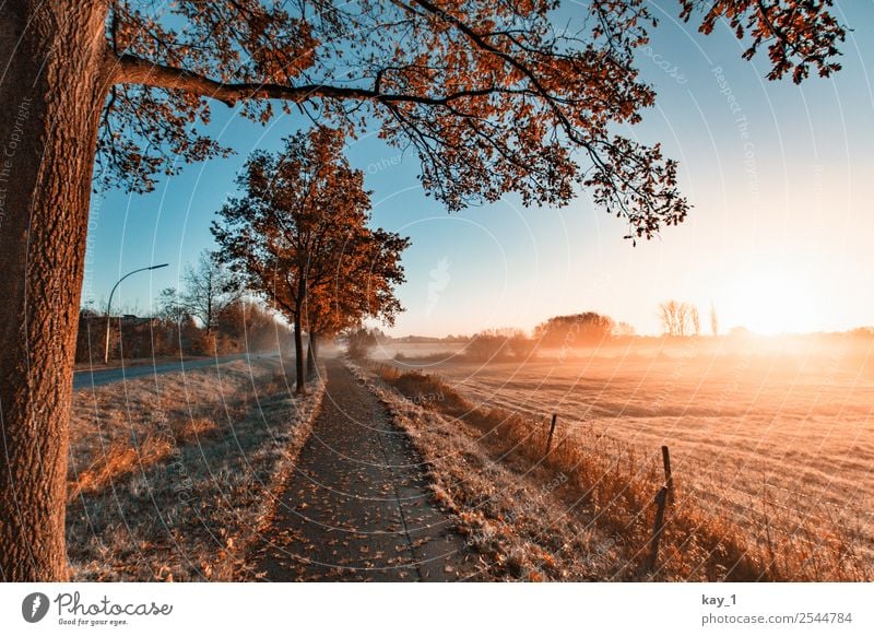 Autumn Light harmonisch Erholung ruhig Ferne Freiheit Natur Landschaft Pflanze Wolkenloser Himmel Sonne Sonnenaufgang Sonnenuntergang Sonnenlicht Herbst