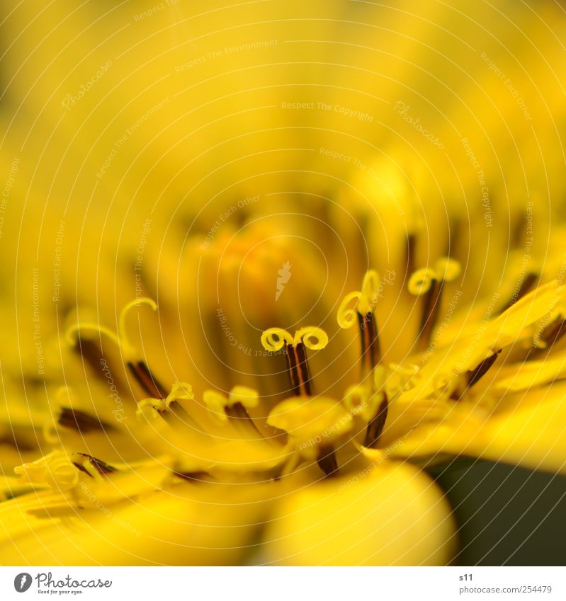 gelbes Wunder Natur Pflanze Blume Blüte Garten Blühend leuchten ästhetisch außergewöhnlich elegant exotisch schön Spirale Strukturen & Formen Blütenblatt
