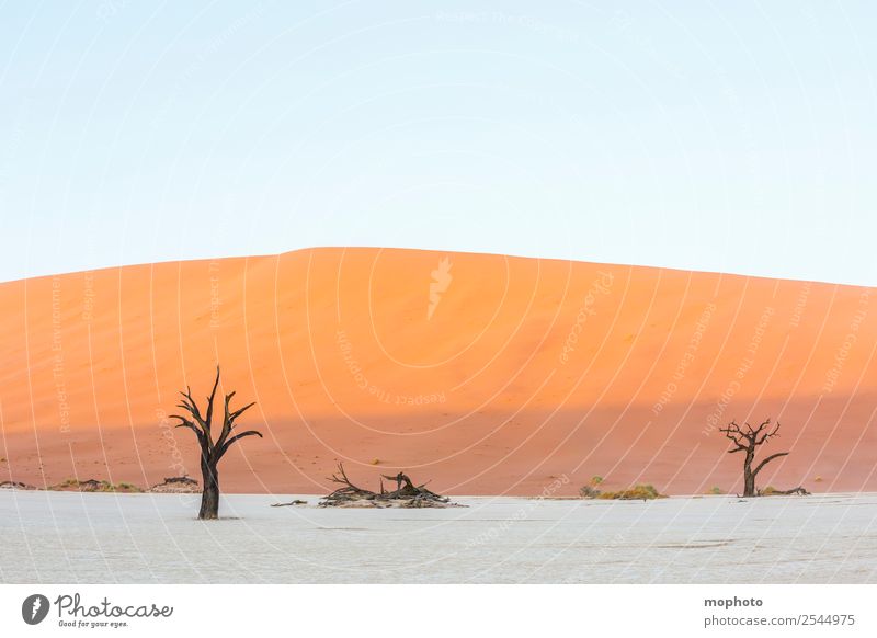 Deadvlei erwacht zum Leben Ferien & Urlaub & Reisen Tourismus Abenteuer Ferne Safari Umwelt Natur Landschaft Erde Sand Klima Wärme Dürre Baum Wüste Dead Vlei